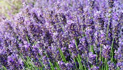 many lavender flowers, full screen texture close-up, wallpaper texture
