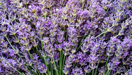 many lavender flowers, full screen texture close-up, wallpaper texture
