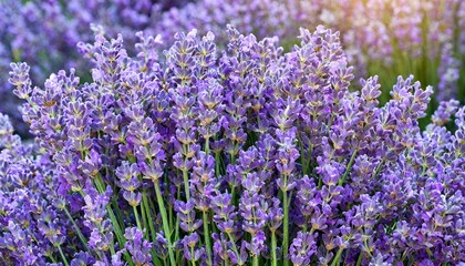 many lavender flowers, full screen texture close-up, wallpaper texture