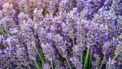 Obraz premium many lavender flowers, full screen texture close-up, wallpaper texture