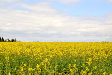 Obraz premium On the photo beautiful rape flowers on the field