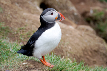 Atlantic puffin, sea bird in nature in Iceland   