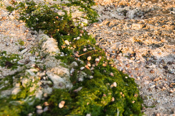 Hermit crabs gathering at sunset time in Siquijor