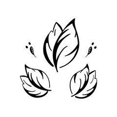 Doodle leaves, stylized drawing leaves set contour, isolated on white background. Vector illustration