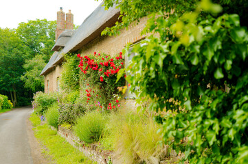 Wonderfully wild English front garden seen in rural Britain. Bright red roses are seen complemented by the lush green bushes and flora.