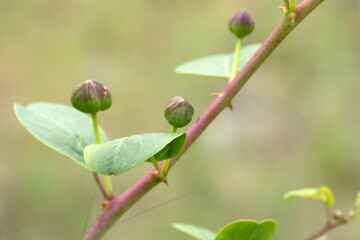 Flower buds of the caper (Capparis sp) in late spring 
