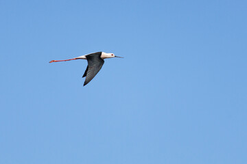 Cig&uuml;e&ntilde;uela com&uacute;n​ (Himantopus himantopus) en vuelo con fondo de cielo azul y espacio negativo en el parque natural delta del Ebro, Espa&ntilde;a