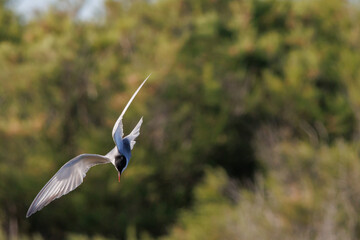 Chlidonias hybridus, fumarel cariblanco adoptando en vuelo posición de picado y espacio negativo en la fotografía, Delta del Ebro, España