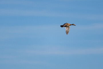 Fotografía minimalista de ánade real hembra, Anas platyrhynchos, con fondo de cielo azul con nubes en el parque natural delta del Ebro, España