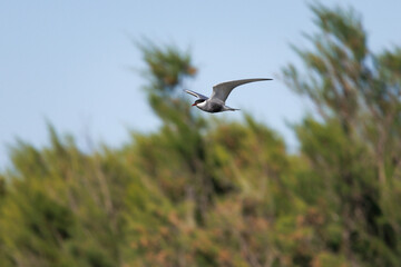 Fumarel cariblanco (Chlidonias hybridus) volando en el delta del Ebro con fondo de matorral de humedal y cielo azul, España