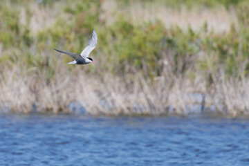 Chlidonias hybridus, fumarel cariblanco con fondo de carrizo volando sobre laguna del parque natural delta del Ebro, España