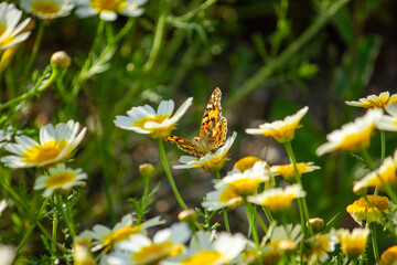 borboleta no campo