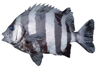 白黒縦縞が特徴の磯釣りの王者イシダイのリアル質感レタッチ切り抜き白背景レタッチイラスト。