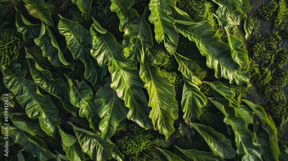 Poster symmetrical aerial view of lush green kelp leaves - geometric patterns and natural textures highligh