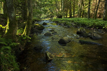 River Kalte Bode at Elend, Harz District, Saxony-Anhalt, Germany, Europe
