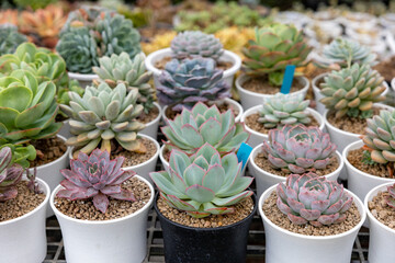 Collection of healthy decorative succulent top view in the greenhouse garden for limited space urban gardening design garden