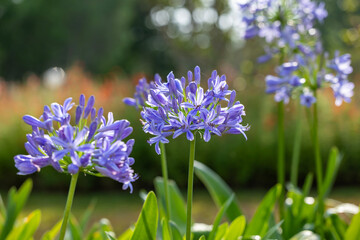 Blue agapanthus or African lily of nile flower is blooming in summer season for ornamental garden concept