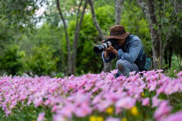 Photographer is taking photo of blossoming wild flower meadow pink zephyranthes carinata rain lily...