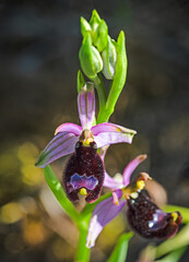 Ophrys Bertolonii