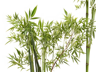 Fototapeta premium bamboo tree white background