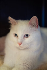 Portr&auml;t einer T&uuml;rkisch Van Katze