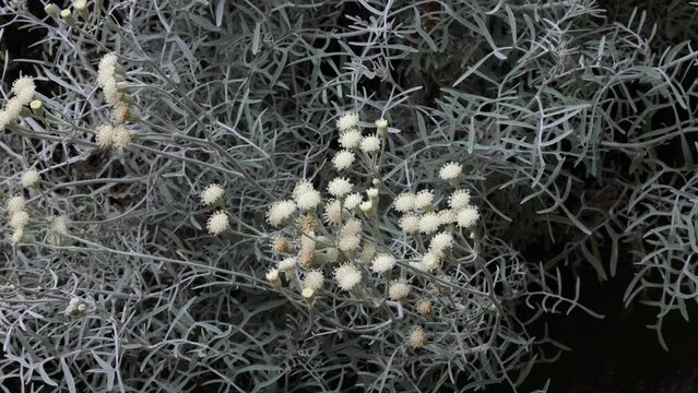 Senecio vira-vira is a flowering shrub with silver foliage