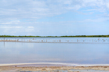 salt marsh along caribbean coast at cabo rojo wildlife refuge in southwestern puerto rico