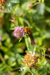 Close-up of bumble bee on flower