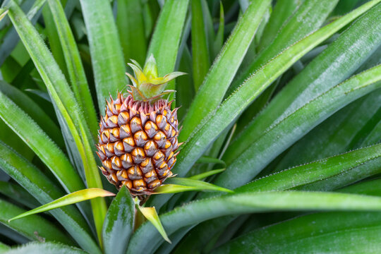pineapple tree. small brown pineapple fruit growing from green tree from above, close up top view, fruit concept