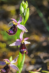Orchidea selvatica © quinty76