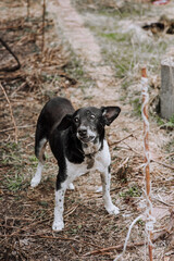 An old black and white aggressive mongrel dog barks. Animal photography, portrait.