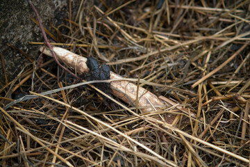 found shed antler on the forest floor