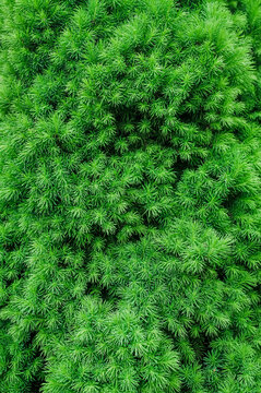 Background, texture of green spruce, coniferous evergreen conica tree. Close-up photograph of nature in the garden.
