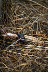 found shed antler on the forest floor