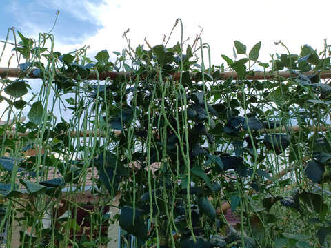 Hold Yard long bean( Cow Pea, Vigna unguiculata, Vigna sinensis) in the homegrown vegetable garden at organic farm. Chiang Mai Thailand.