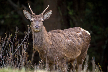 a grazing young red deer, cervus elaphus, on the mountains at a spring morning