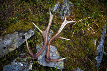 found in pairs shed antlers from a young red deer in spring