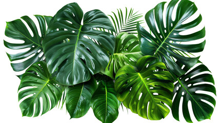 A cluster of vibrant green leaves set against a clean white background