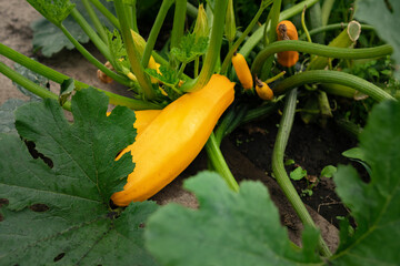 A close-up of a farmer holding zucchini,organic vegetables in a wicker basket with a shirt....