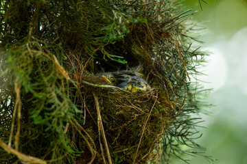 snowy-browed flycatcher chick ficedula hyperythra inside  the nest, with natural bokeh background