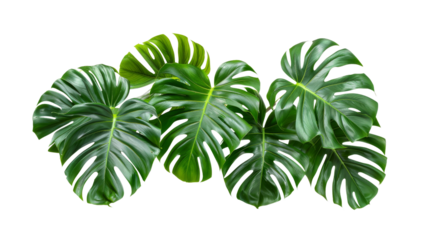 A cluster of vibrant green leaves arranged neatly on a clean white background without any distractions
