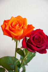 オレンジ色と赤のばら