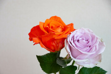 オレンジ色と紫のばら