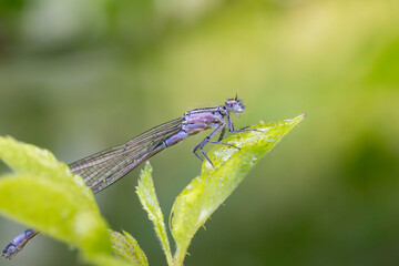 Libellule sur une feuille