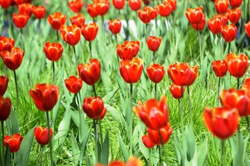 Obraz premium red tulips in the garden