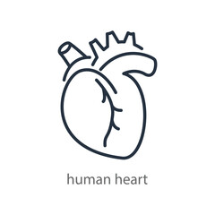 Heart line icon. Internal organ of the human body. Vector illustration for cardiology clinic or anatomy training. Isolated on a white background