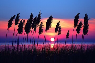 Digital image of reed plants silhouetted , high quality, high resolution