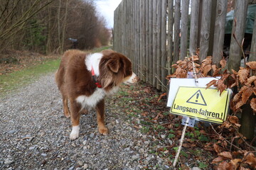 A brown and white dog is standing in front of a yellow sign that says Langsam Fa