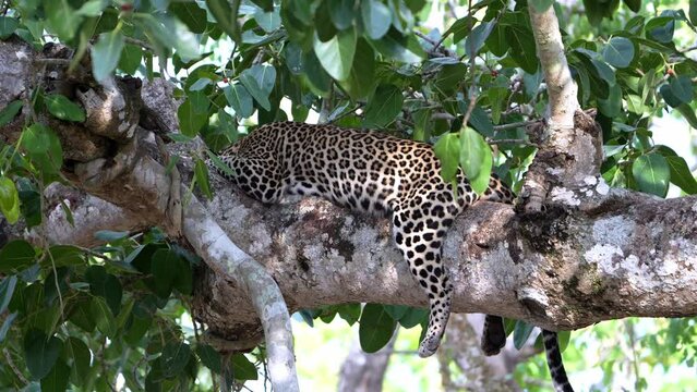 The Indian leopard (Panthera pardus fusca)
