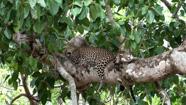 The Indian leopard (Panthera pardus fusca)